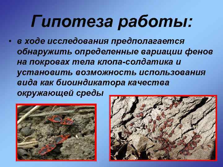 Гипотеза работы: • в ходе исследования предполагается обнаружить определенные вариации фенов на покровах тела