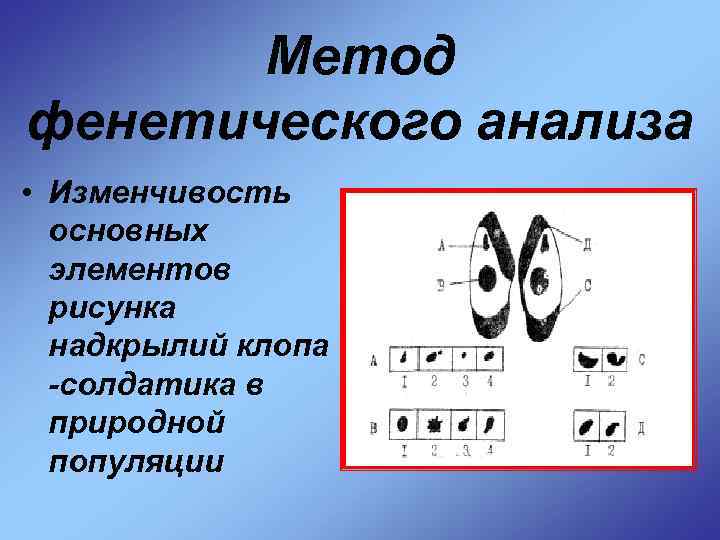 Метод фенетического анализа • Изменчивость основных элементов рисунка надкрылий клопа -солдатика в природной популяции