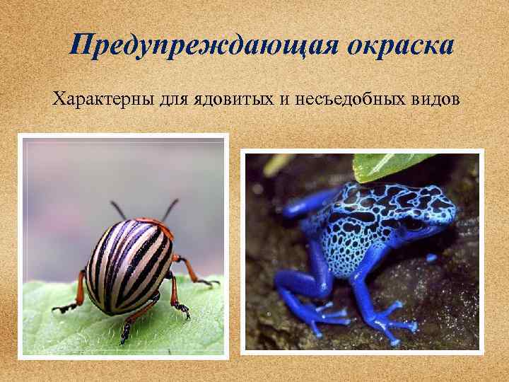  Предупреждающая окраска Характерны для ядовитых и несъедобных видов 