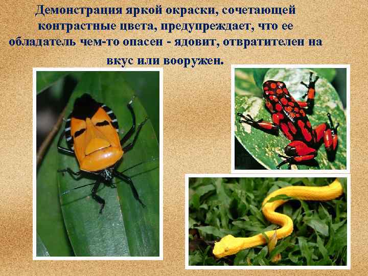 Демонстрация яркой окраски, сочетающей контрастные цвета, предупреждает, что ее обладатель чем-то опасен - ядовит,