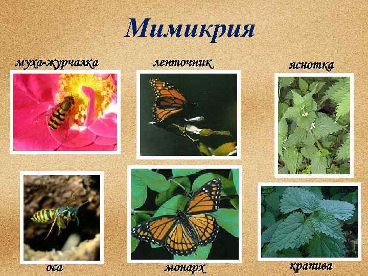 Мимикрия муха-журчалка ленточник яснотка оса монарх крапива 