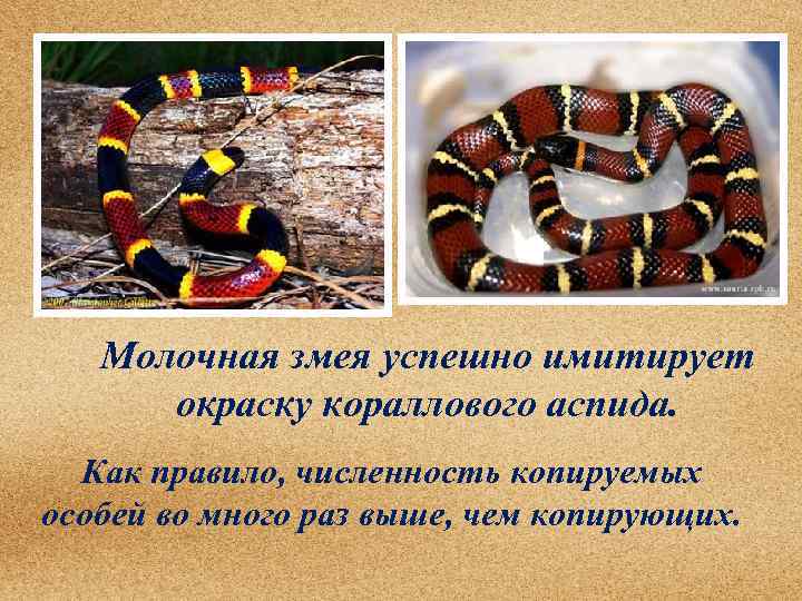 Молочная змея успешно имитирует окраску кораллового аспида. Как правило, численность копируемых особей во много