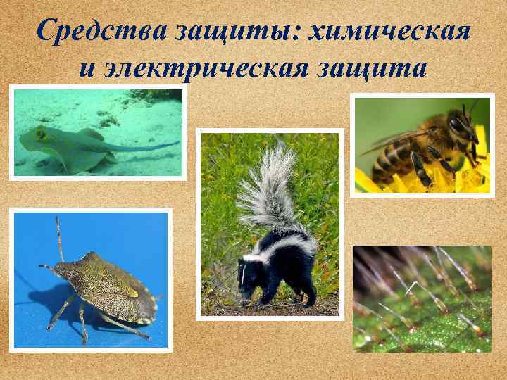 Средства защиты: химическая и электрическая защита 