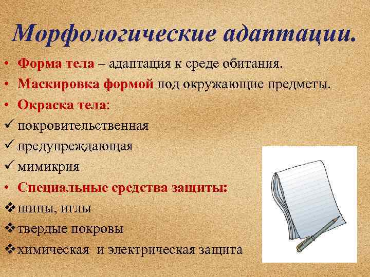 Морфологические адаптации. • Форма тела – адаптация к среде обитания. • Маскировка формой под