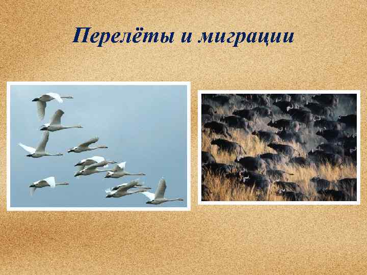 Перелёты и миграции 