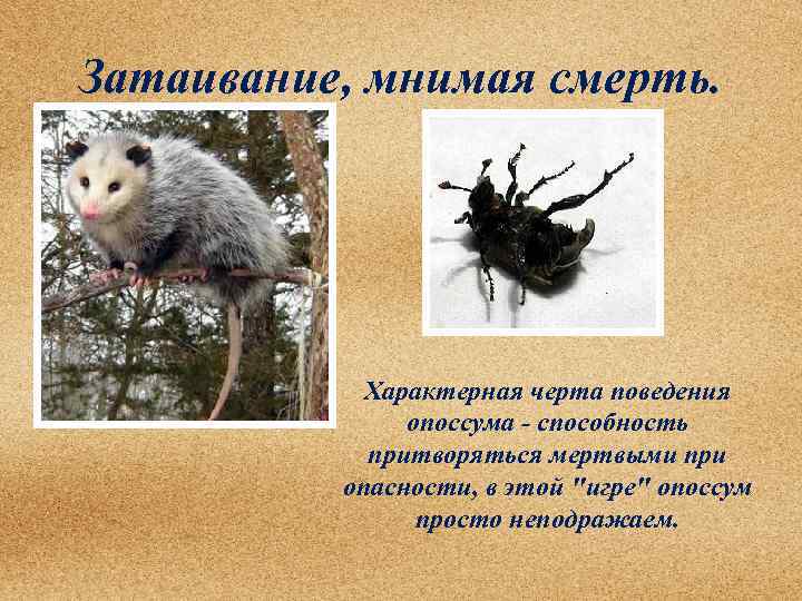 Затаивание, мнимая смерть. Характерная черта поведения опоссума - способность притворяться мертвыми при опасности, в