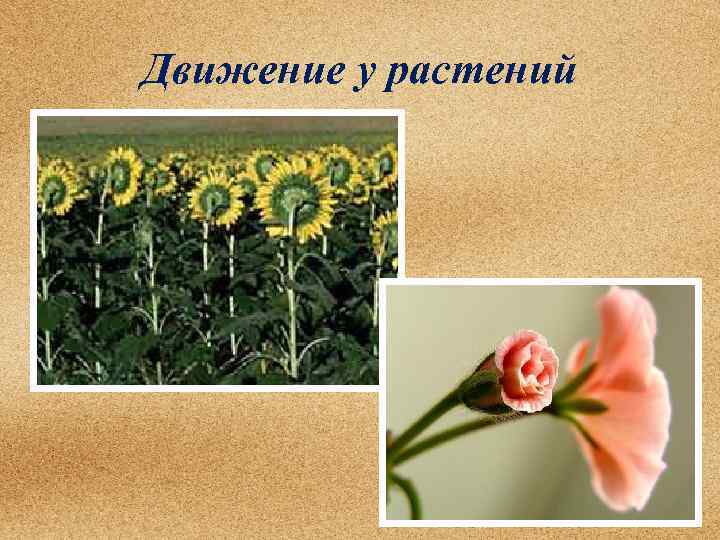 Движение у растений 