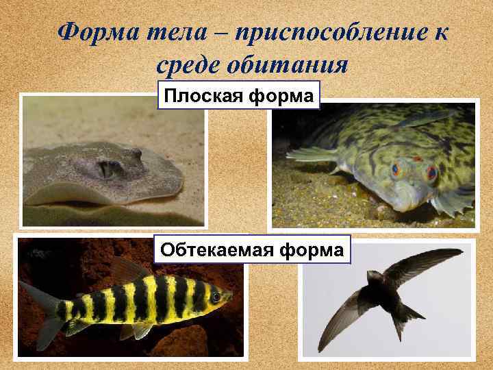 Форма тела – приспособление к среде обитания Плоская форма Обтекаемая форма 