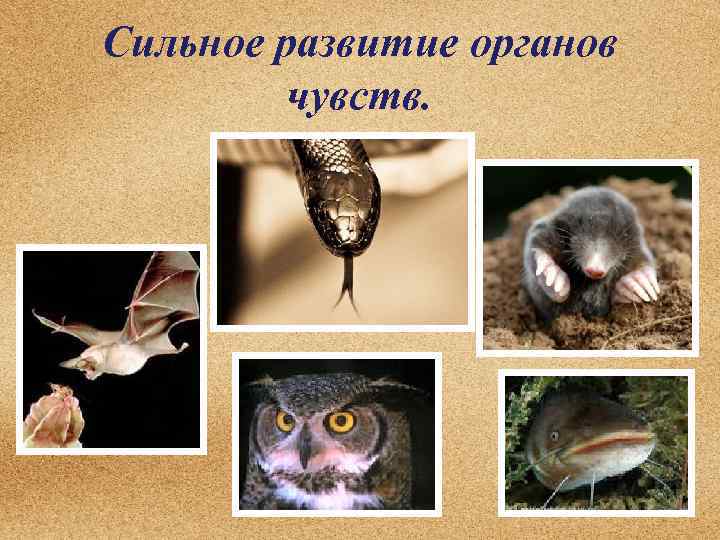 Сильное развитие органов чувств. 