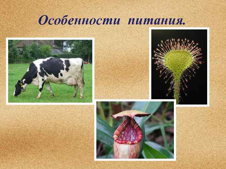 Особенности питания. 