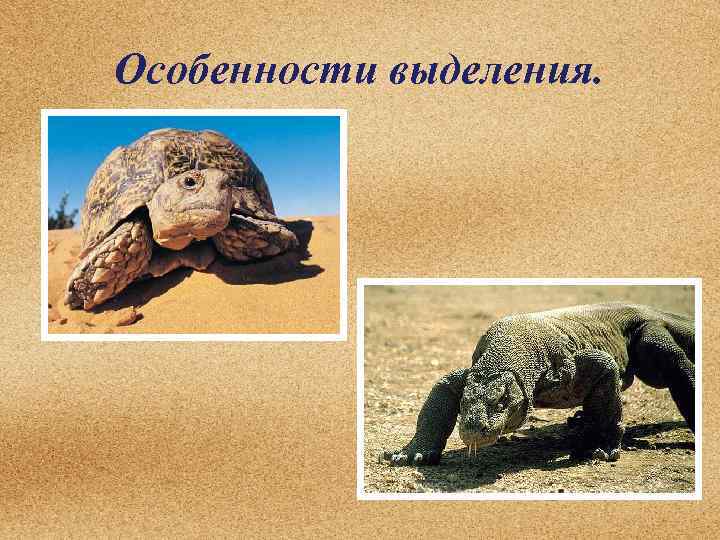 Особенности выделения. 