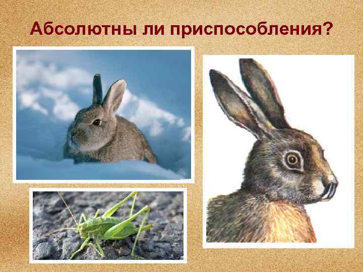 Абсолютны ли приспособления? 