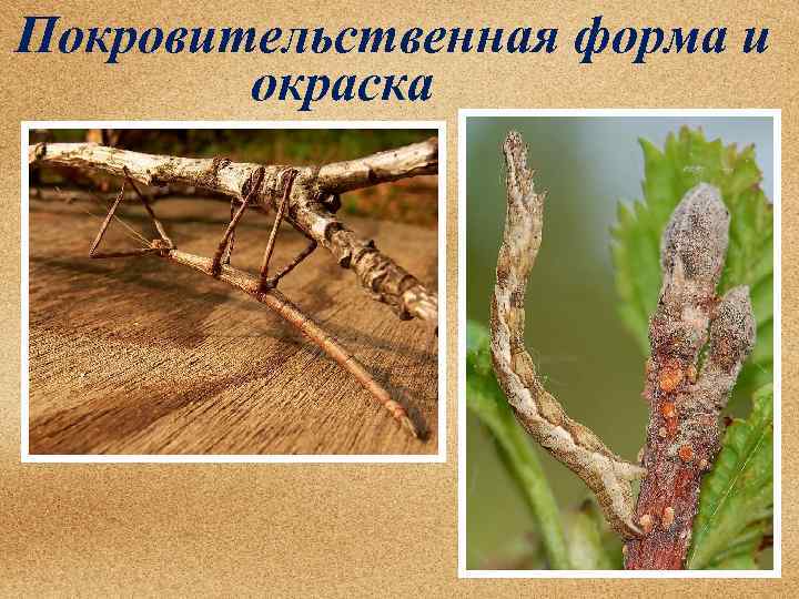 Покровительственная форма и окраска 