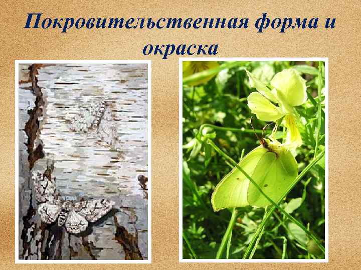 Покровительственная форма и окраска 