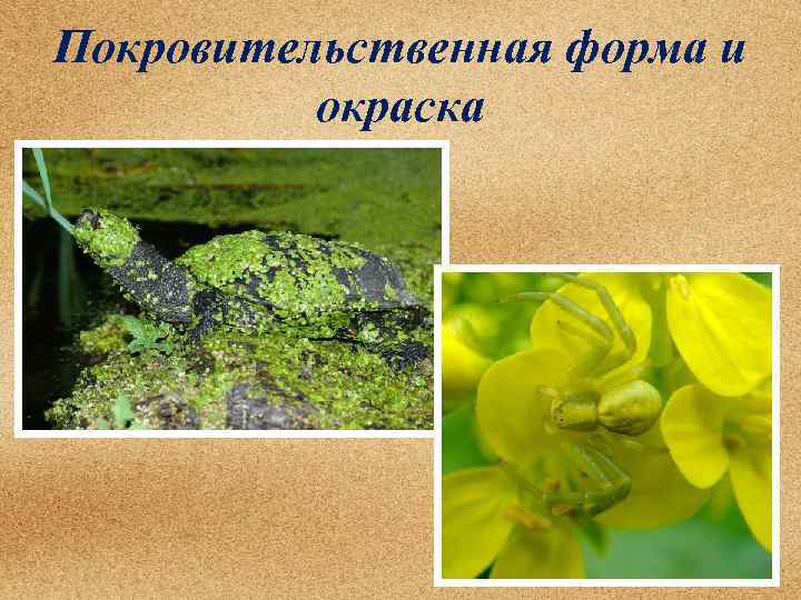 Покровительственная форма и окраска 