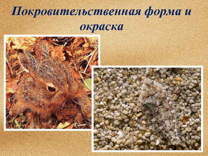 Покровительственная форма и окраска 