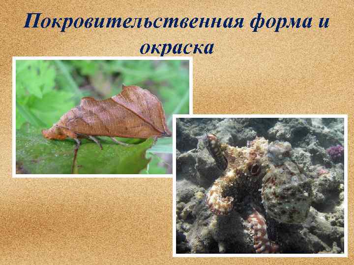 Покровительственная форма и окраска 