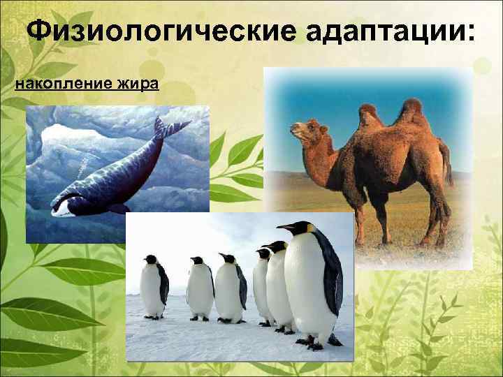 Физиологические адаптации: накопление жира 