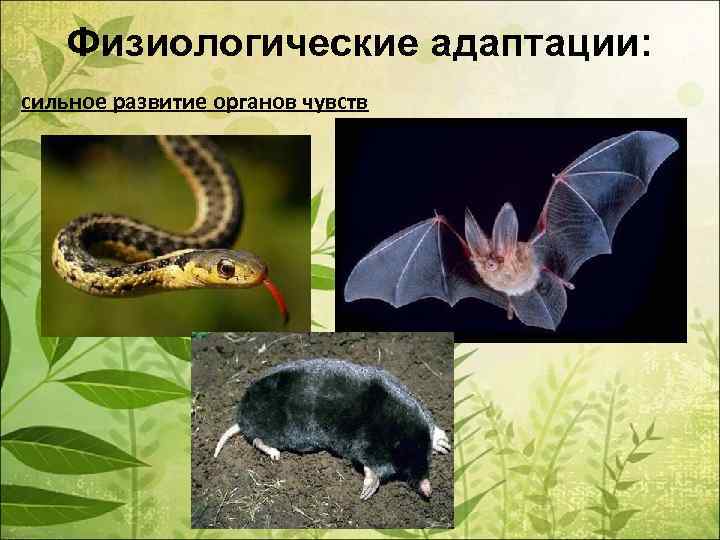 Физиологические адаптации: сильное развитие органов чувств 