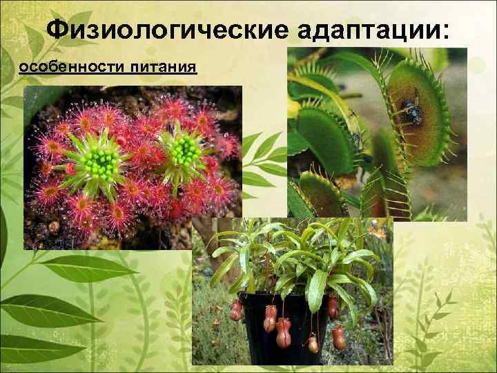 Физиологические адаптации: особенности питания 