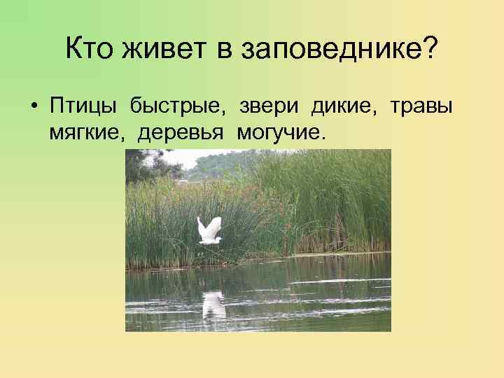 Кто живет в заповеднике? • Птицы быстрые, звери дикие, травы мягкие, деревья могучие. 