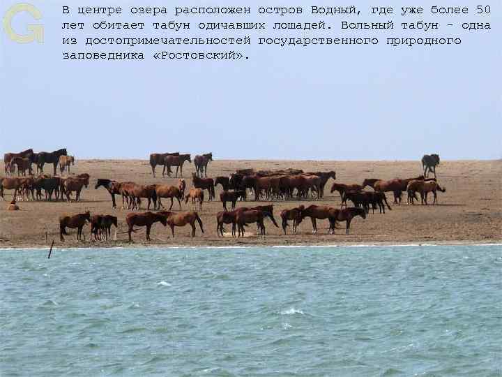 В центре озера расположен остров Водный, где уже более 50 лет обитает табун одичавших