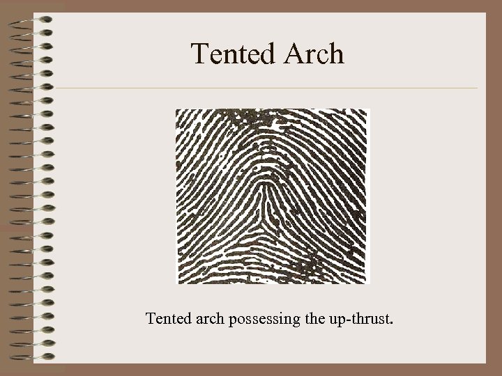 Tented Arch Tented arch possessing the up-thrust. 