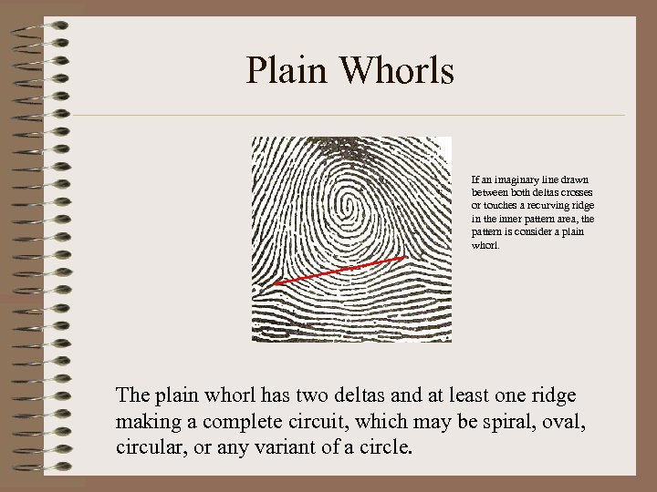 Plain Whorls If an imaginary line drawn between both deltas crosses or touches a