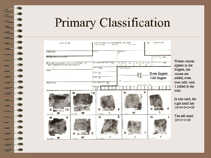 Primary Classification Even fingers Odd fingers Where whorls appear in the fingers, the values