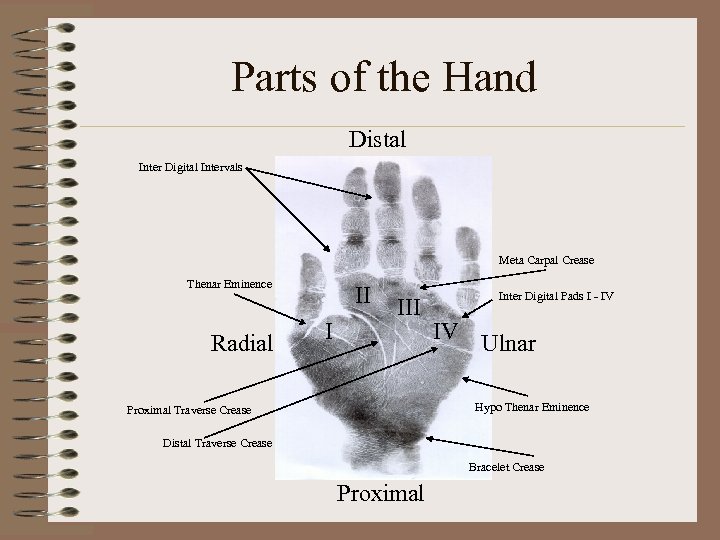 Parts of the Hand Distal Inter Digital Intervals Meta Carpal Crease Thenar Eminence Radial