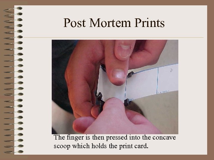 Post Mortem Prints The finger is then pressed into the concave scoop which holds