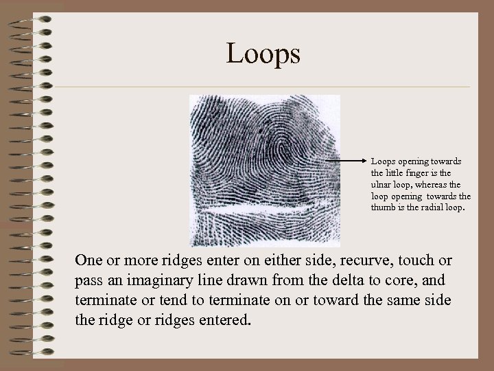 Loops opening towards the little finger is the ulnar loop, whereas the loop opening