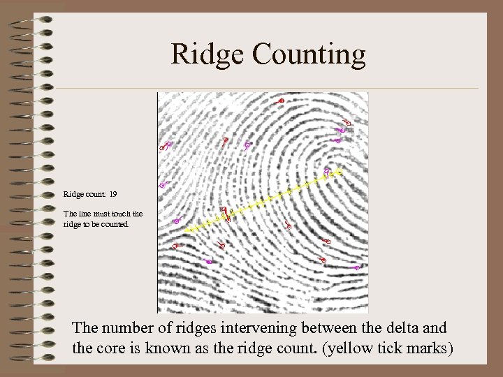 Ridge Counting Ridge count: 19 The line must touch the ridge to be counted.