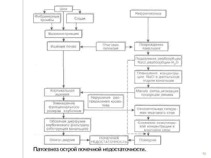 Патогенез хпн схема