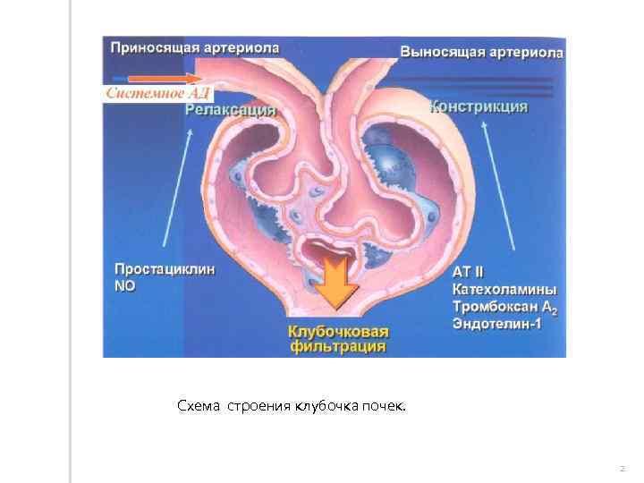 Схема строения клубочка почек. 2 