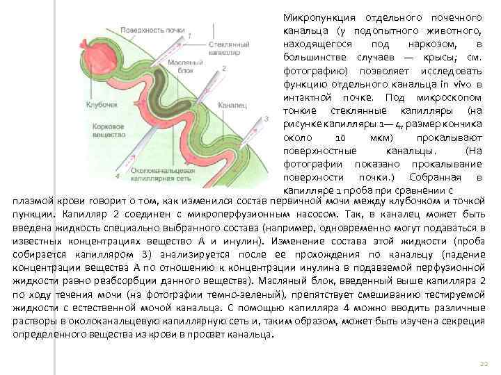 Микропункция отдельного почечного канальца (у подопытного животного, находящегося под наркозом, в большинстве случаев —