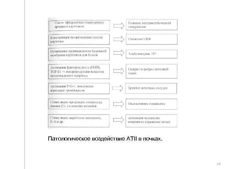 Патологическое воздействие АТII в почках. 26 