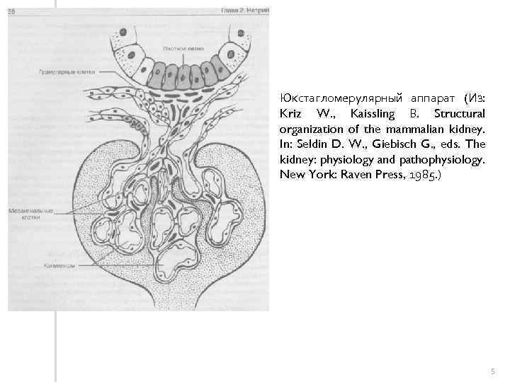 Юкстагломерулярный аппарат (Из: Kriz W. , Kaissling В. Structural organization of the mammalian kidney.