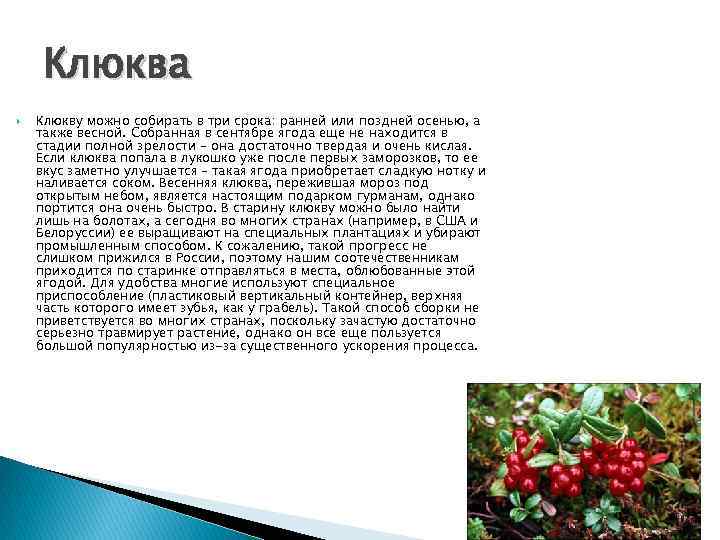 Клюква Клюкву можно собирать в три срока: ранней или поздней осенью, а также весной.