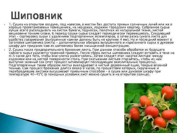  Шиповник 1. Сушка на открытом воздухе, под навесом, в местах без доступа прямых
