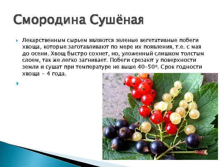 Смородина Сушёная Лекарственным сырьем являются зеленые вегетативные побеги хвоща, которые заготавливают по мере их