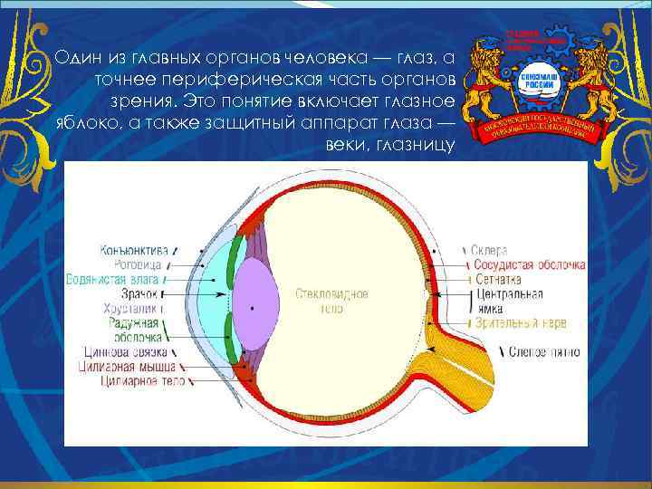 Один из главных органов человека — глаз, а точнее периферическая часть органов зрения. Это