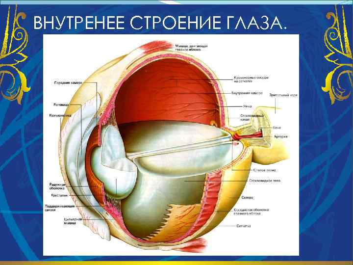 ВНУТРЕНЕЕ СТРОЕНИЕ ГЛАЗА. 