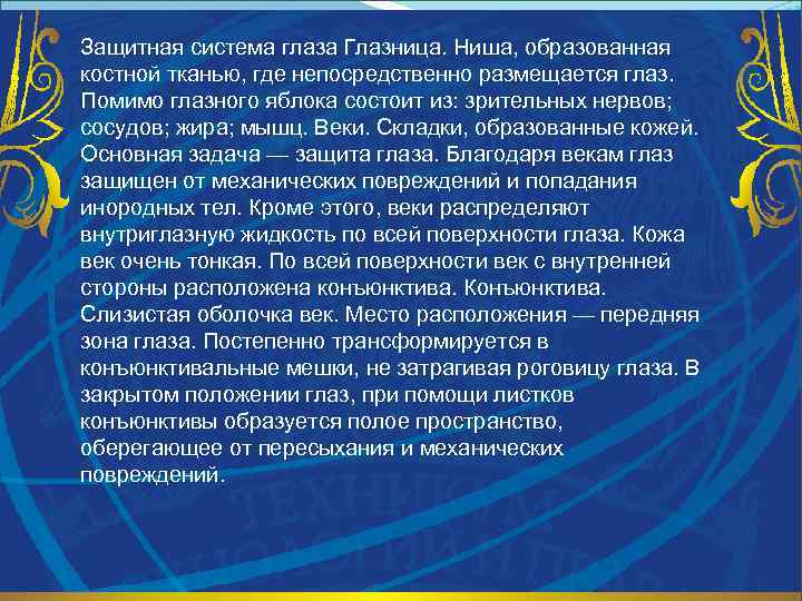 Защитная система глаза Глазница. Ниша, образованная костной тканью, где непосредственно размещается глаз. Помимо глазного