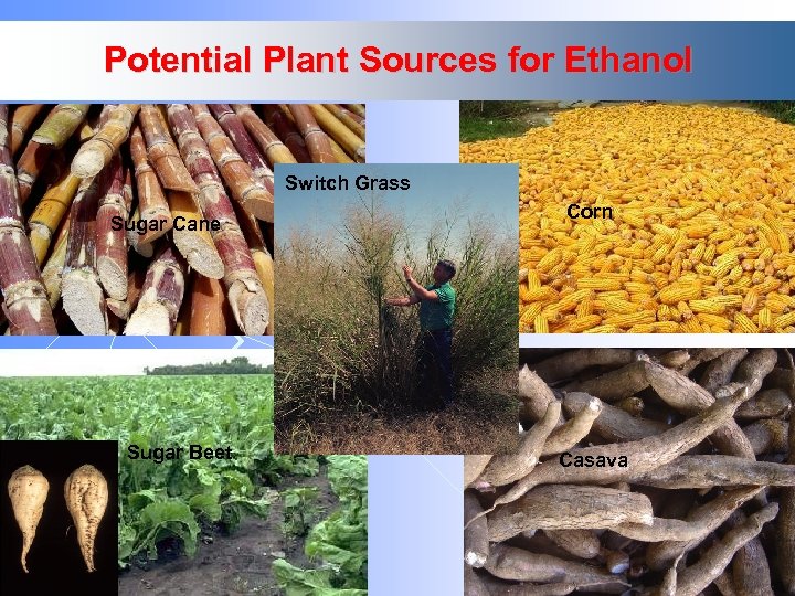 Potential Plant Sources for Ethanol Switch Grass Sugar Cane Corn Sunflower Sugar Beet Casava