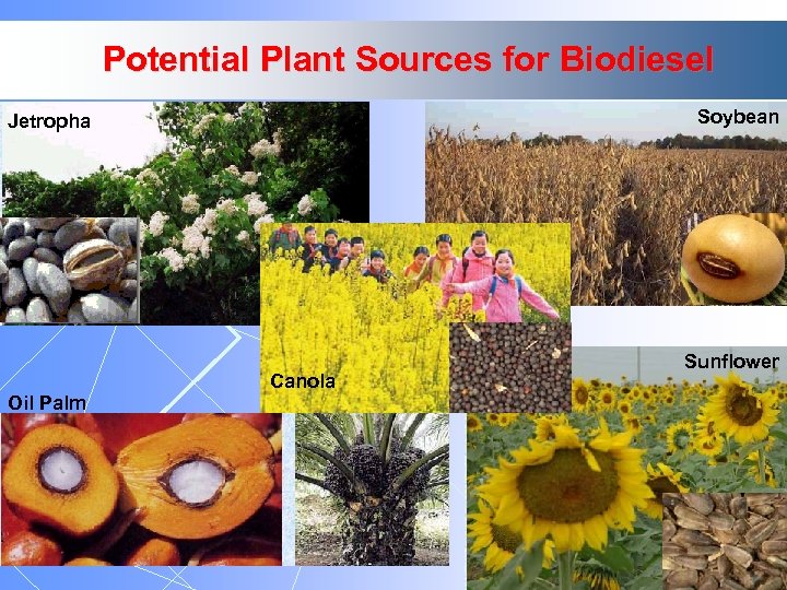 Potential Plant Sources for Biodiesel Soybean Jetropha Canola Oil Palm Sunflower 