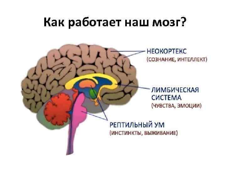 Как работает наш мозг? 