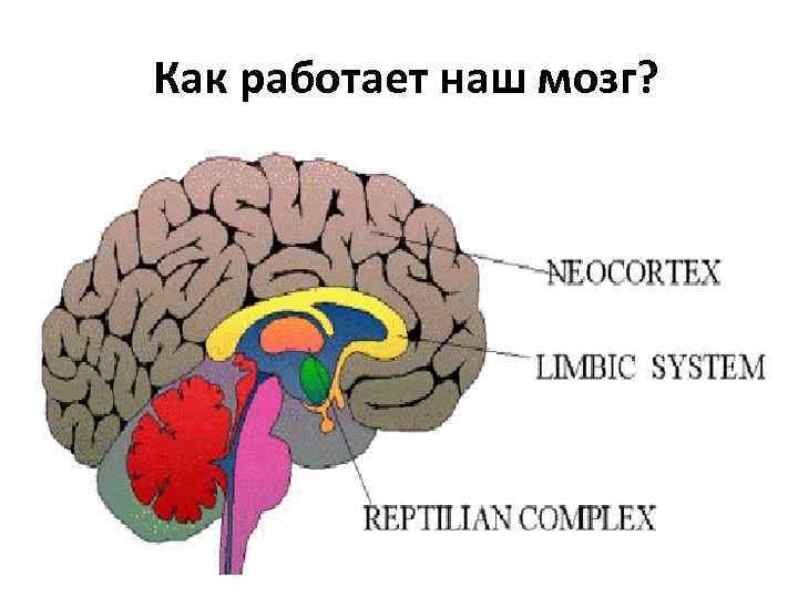 Что отвечает за создание образа изображения