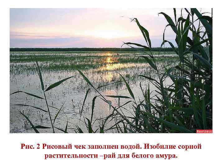 Рис. 2 Рисовый чек заполнен водой. Изобилие сорной растительности –рай для белого амура. 