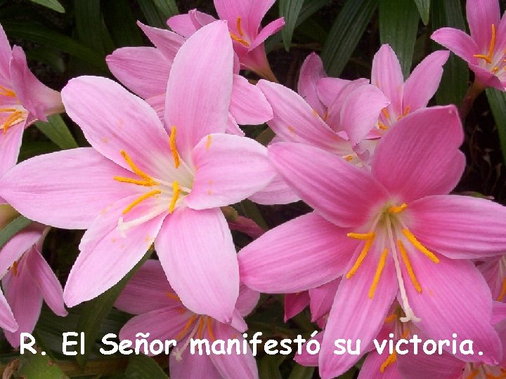 R. El Señor manifestó su victoria. 